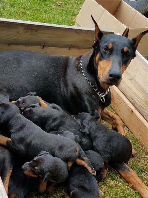 Many of these organizations have Dobermans up for <b>adoption</b> at any given time. . Doberman rescue puppies for sale near missouri